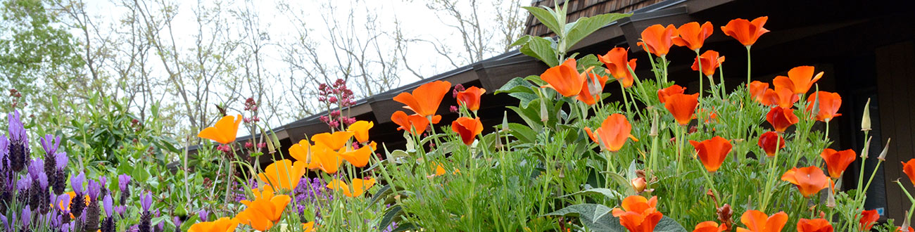 Native plant garden in front of admin buildiing