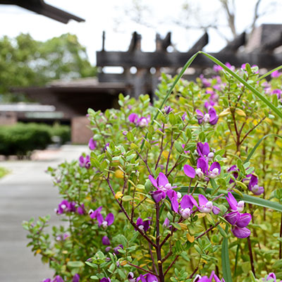 building with flowers