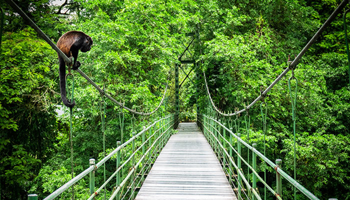Steel rope bridge with monkey on line in lush Costa Rica landscape