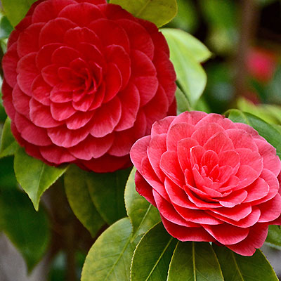 red flowers