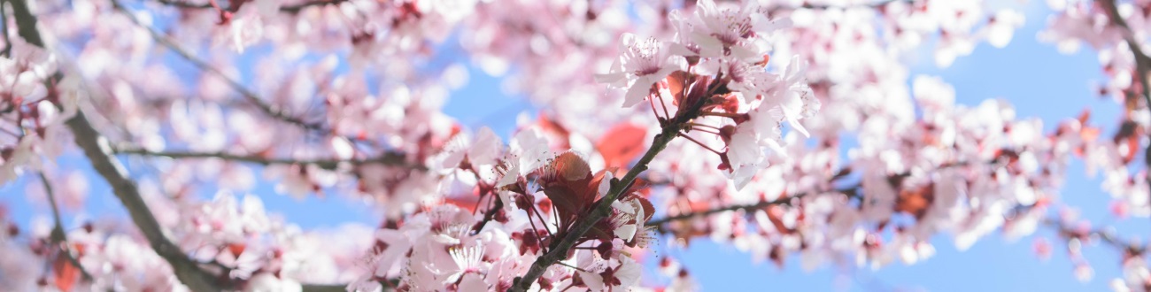 Cherry Blossoms