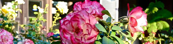 Roses with builiding in background