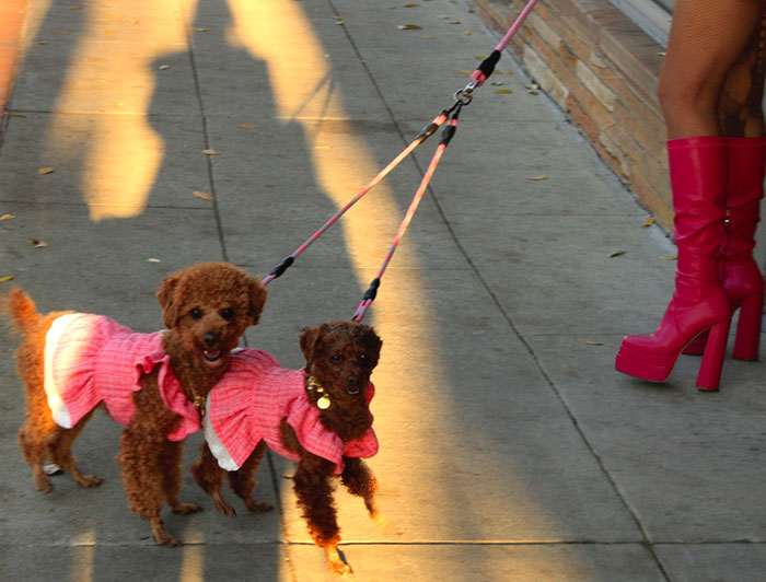 Photo with two small dogs and red boots on side
